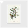 アートポストカード-New South Wales Oriole
 - ジョン グールド Postcard.