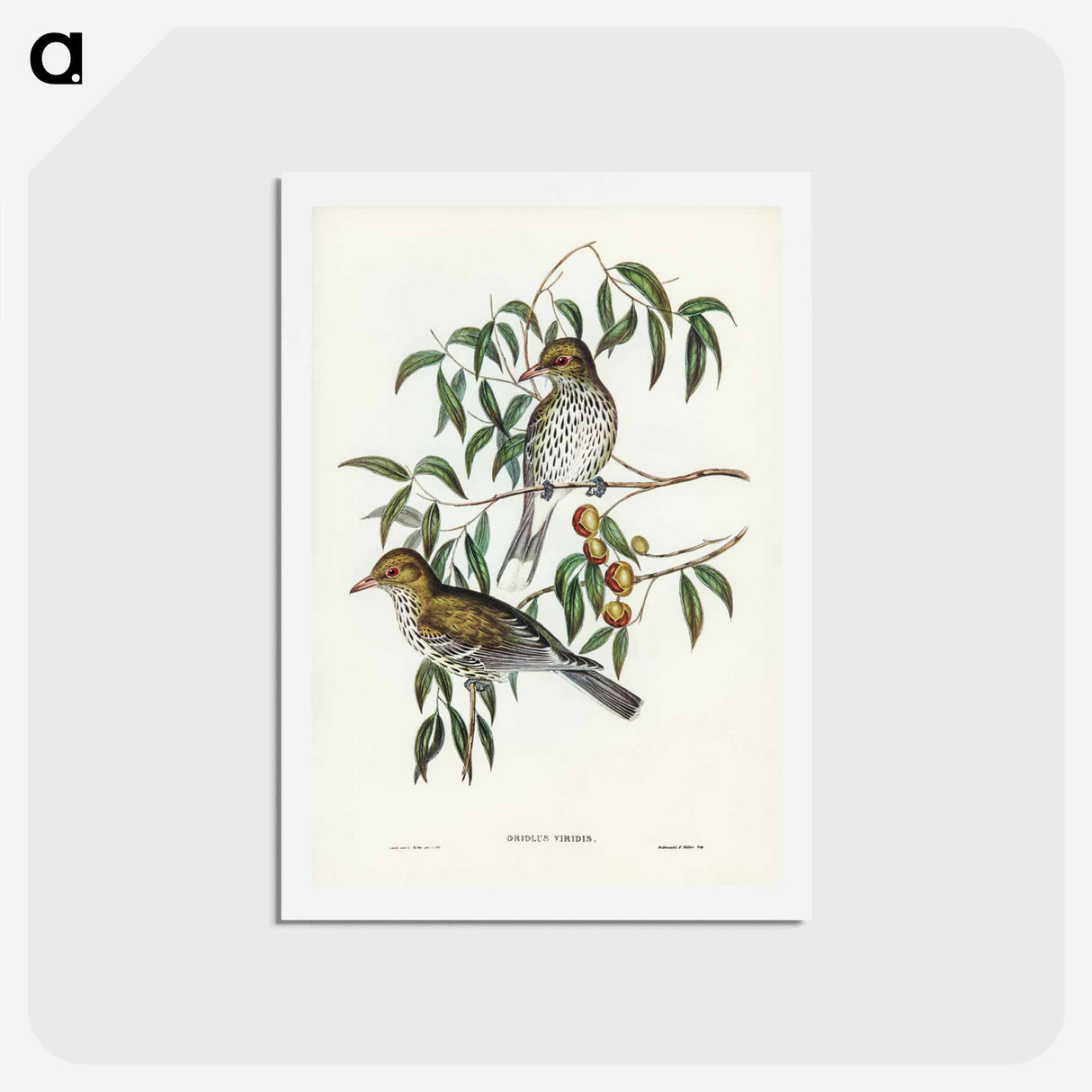 アートポストカード-New South Wales Oriole
 - ジョン グールド Postcard.