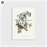 アートポストカード-New South Wales Oriole
 - ジョン グールド Postcard.