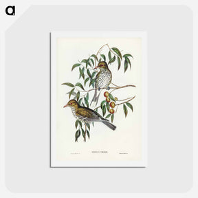 アートポストカード-New South Wales Oriole
 - ジョン グールド Postcard.