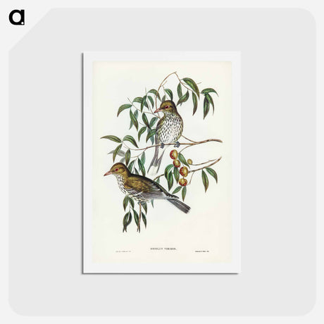 アートポストカード-New South Wales Oriole
 - ジョン グールド Postcard.