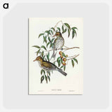 アートポストカード-New South Wales Oriole
 - ジョン グールド Postcard.