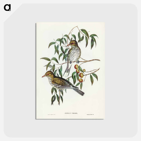 アートポストカード-New South Wales Oriole
 - ジョン グールド Postcard.
