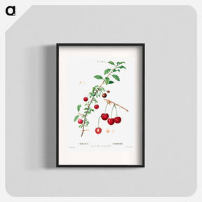 アートポスター-Cherry (Cerasus) - ピエール ジョゼフ ルドゥーテ Poster.