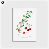 アートポストカード-Cherry (Cerasus) - ピエール ジョゼフ ルドゥーテ Postcard.