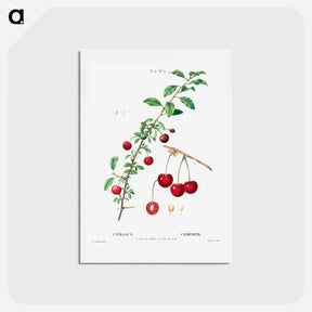 アートポストカード-Cherry (Cerasus) - ピエール ジョゼフ ルドゥーテ Postcard.