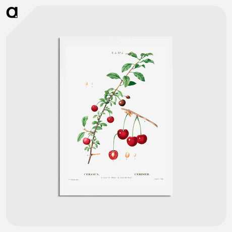 アートポストカード-Cherry (Cerasus) - ピエール ジョゼフ ルドゥーテ Postcard.