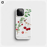 Cherry (Cerasus) - ピエール ジョゼフ ルドゥーテ Phone Case.
