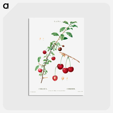 アートポストカード-Cherry (Cerasus) - ピエール ジョゼフ ルドゥーテ Postcard.