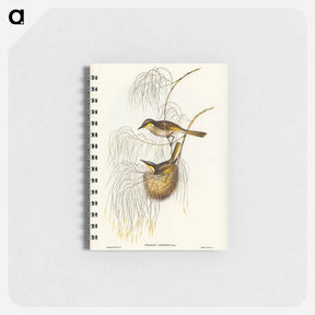 アートメモ帳-Singing Honey-eater
 - オーストラリアの鳥 Memo.