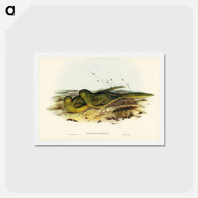 アートポストカード-Ground Parakeet
 - ジョン グールド Postcard.