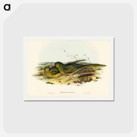 アートポストカード-Ground Parakeet
 - ジョン グールド Postcard.