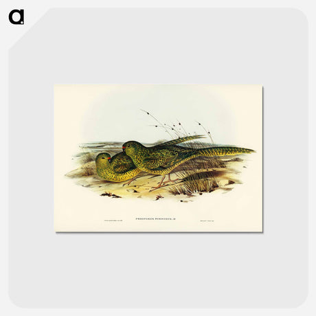 アートポストカード-Ground Parakeet
 - ジョン グールド Postcard.