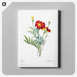 5-98_Pierre-Joseph-Redoute_canvas