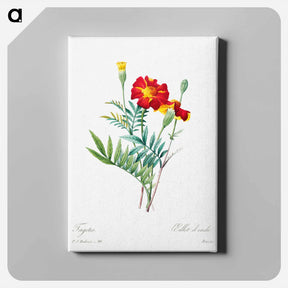アートパネル-Mexican flower - ピエール ジョゼフ ルドゥーテ Canvas.