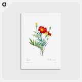 アートポストカード-Mexican flower - ピエール ジョゼフ ルドゥーテ Postcard.