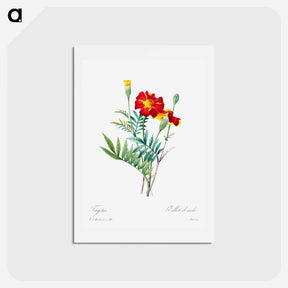 アートポストカード-Mexican flower - ピエール ジョゼフ ルドゥーテ Postcard.