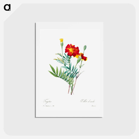 アートポストカード-Mexican flower - ピエール ジョゼフ ルドゥーテ Postcard.