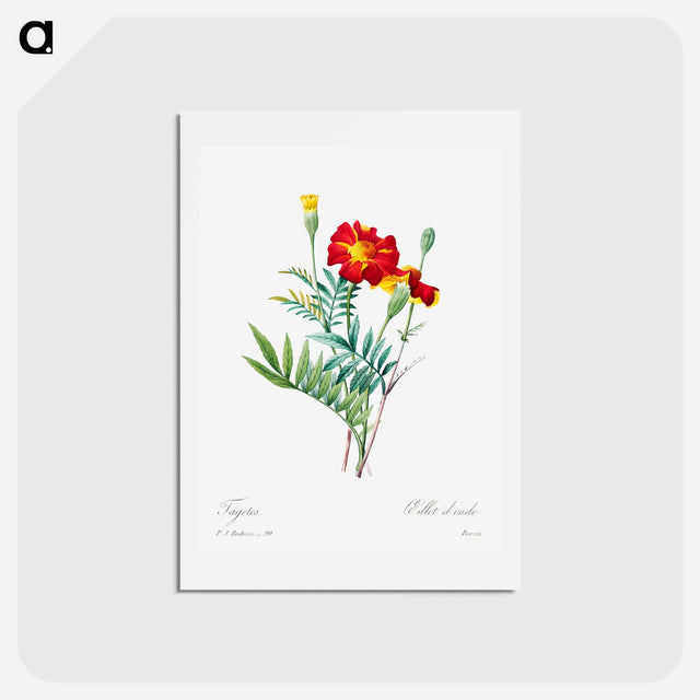 アートポストカード-Mexican flower - ピエール ジョゼフ ルドゥーテ Postcard.