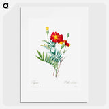 Mexican flower - ピエール ジョゼフ ルドゥーテ Poster.