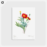 アートポストカード-Mexican flower - ピエール ジョゼフ ルドゥーテ Postcard.
