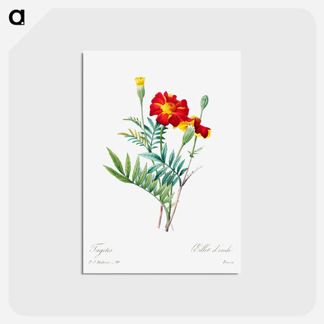 アートポストカード-Mexican flower - ピエール ジョゼフ ルドゥーテ Postcard.