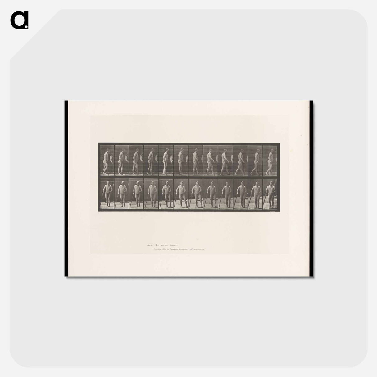 アートポストカード-Hemiplegic Man Walking
 - エドワード マイブリッジ Postcard.