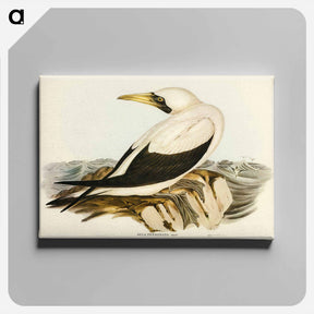 アートパネル-Masked Gannet
 - ジョン グールド Canvas.