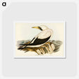 アートポストカード-Masked Gannet
 - ジョン グールド Postcard.