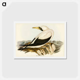 アートポストカード-Masked Gannet
 - ジョン グールド Postcard.