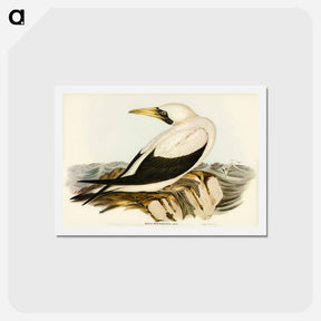 アートポストカード-Masked Gannet
 - ジョン グールド Postcard.