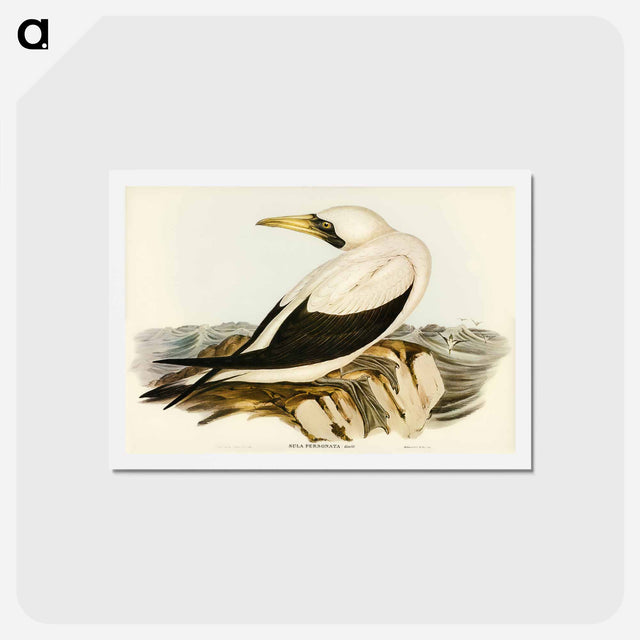 アートポストカード-Masked Gannet
 - ジョン グールド Postcard.