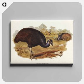 アートパネル-Bennett's Cassowary
 - オーストラリアの鳥 Canvas.