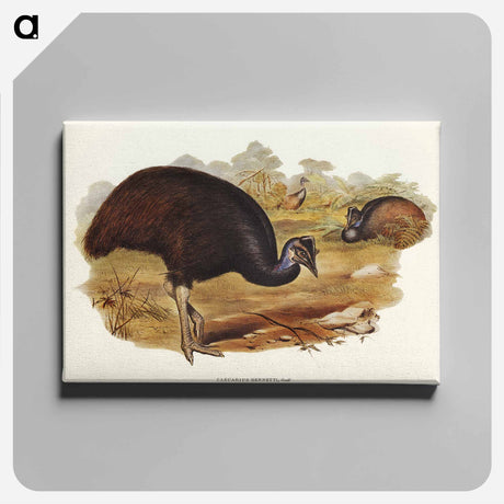 アートパネル-Bennett's Cassowary
 - オーストラリアの鳥 Canvas.