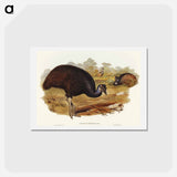 アートポストカード-Bennett's Cassowary
 - オーストラリアの鳥 Postcard.