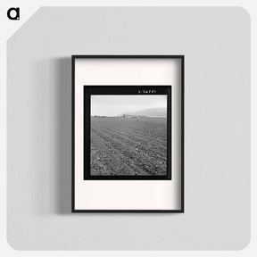 アートポスター-Untitled photo, possibly related to: Spreckels sugar factory and sugar beet field with Mexican and Filipino workers thinning sugar beets. - ドロテア ラング Poster.