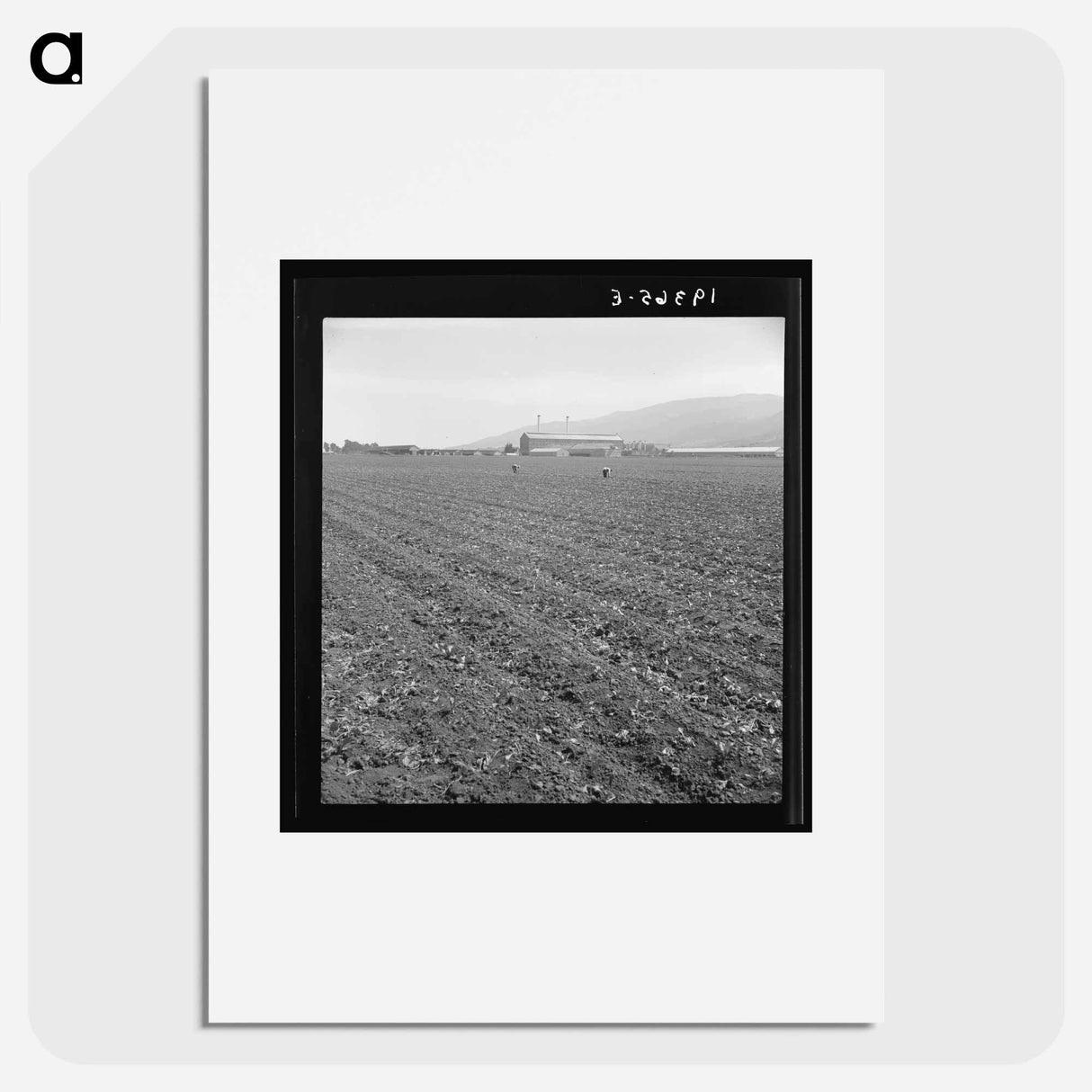 Untitled photo, possibly related to: Spreckels sugar factory and sugar beet field with Mexican and Filipino workers thinning sugar beets. - ドロテア ラング Poster.