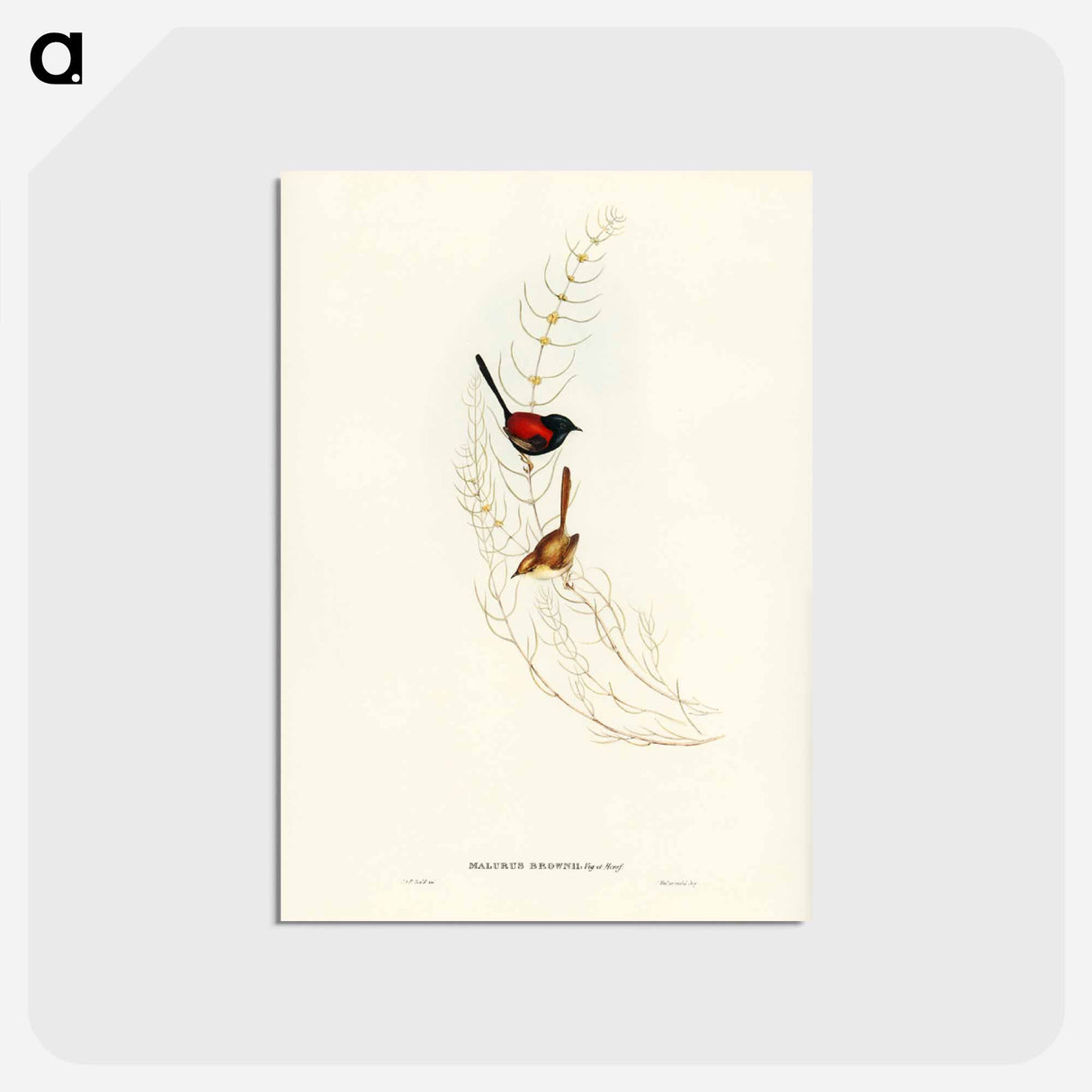 アートポストカード-Brown's Wren
 - ジョン グールド Postcard.