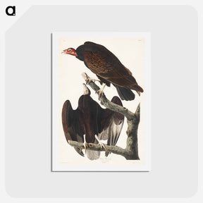 アートポストカード-Turkey Buzzard
 - ジョン ジェームス オーデュボン Postcard.
