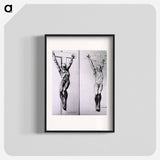 アートポスター-Musculature of the Human Body
 - 国立医学図書館 Poster.