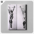 アートパネル-Musculature of the Human Body
 - 国立医学図書館 Canvas.