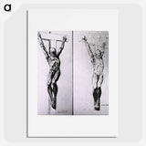 アートポスター-Musculature of the Human Body
 - 国立医学図書館 Poster.