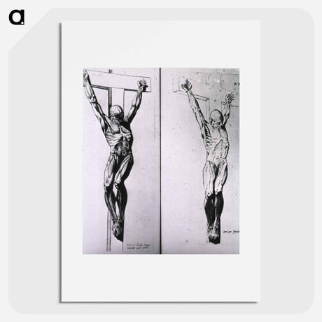 アートポスター-Musculature of the Human Body
 - 国立医学図書館 Poster.