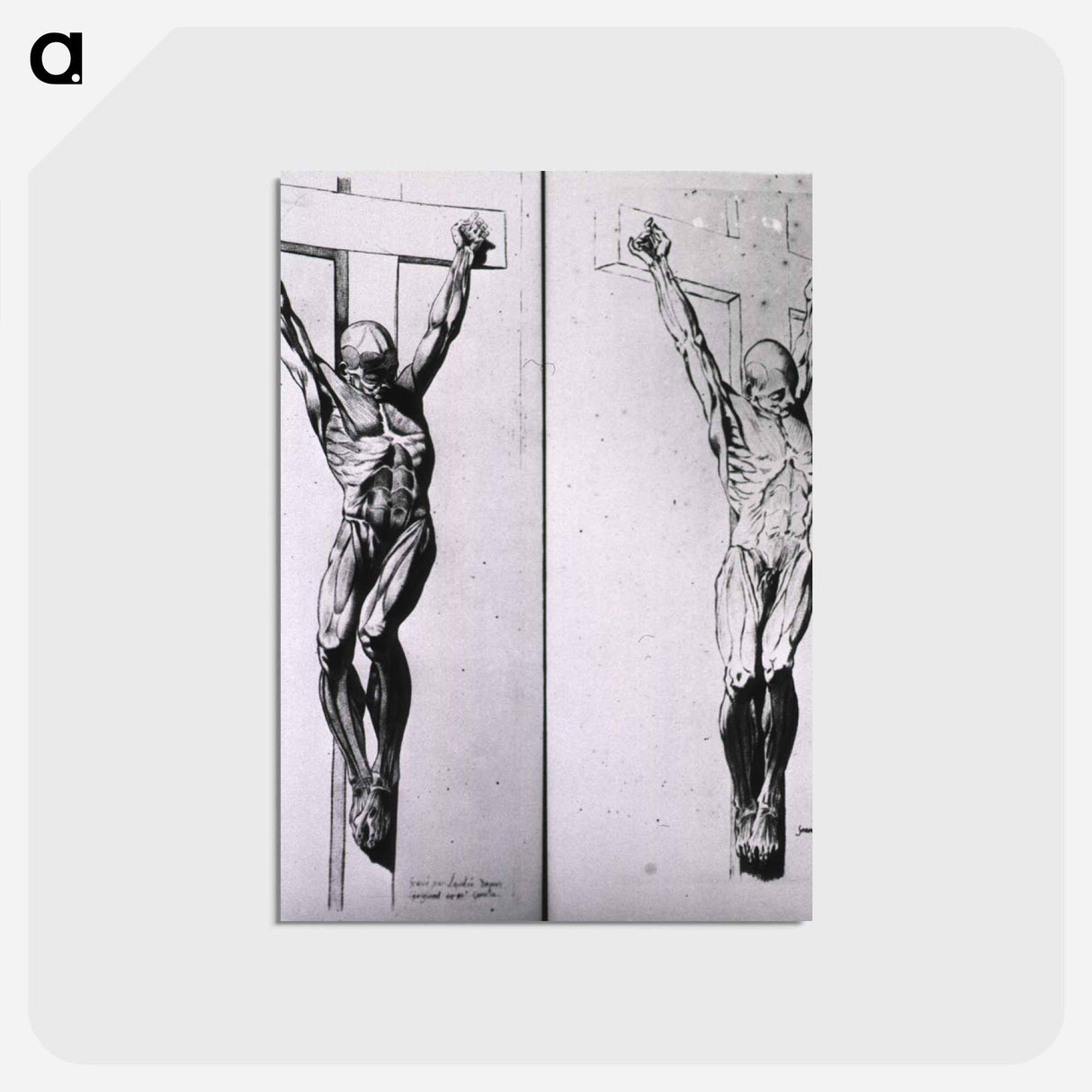 アートポストカード-Musculature of the Human Body
 - 国立医学図書館 Postcard.