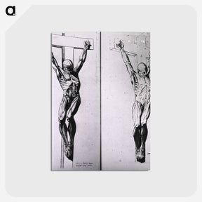 アートポストカード-Musculature of the Human Body
 - 国立医学図書館 Postcard.