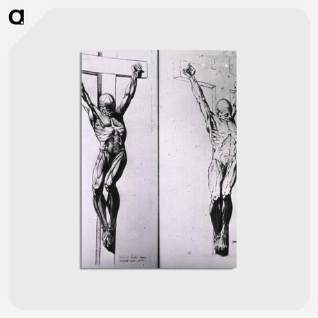 アートポストカード-Musculature of the Human Body
 - 国立医学図書館 Postcard.