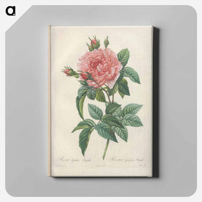 アートパネル-Rose illustration - ピエール ジョゼフ ルドゥーテ Canvas.