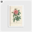 アートポストカード-Rose illustration - ピエール ジョゼフ ルドゥーテ Postcard.