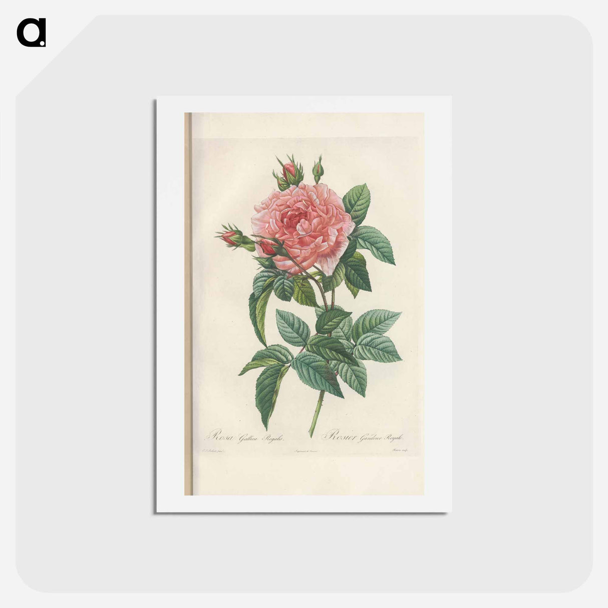 アートポストカード-Rose illustration - ピエール ジョゼフ ルドゥーテ Postcard.