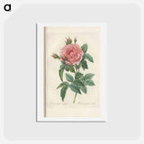 アートポストカード-Rose illustration - ピエール ジョゼフ ルドゥーテ Postcard.